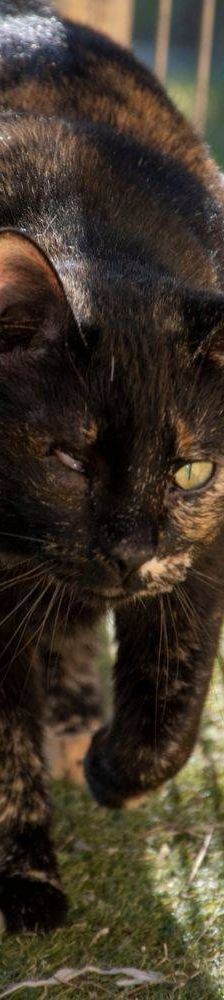 Gioconda – Europäisch Kurzhaar, Weibchen, 7 Jahre, 65520 Bad Camberg – Foto 47