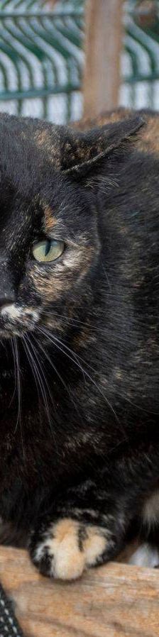 Gioconda – Europäisch Kurzhaar, Weibchen, 7 Jahre, 65520 Bad Camberg – Foto 48