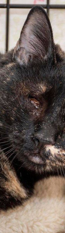 Gioconda – Europäisch Kurzhaar, Weibchen, 7 Jahre, 65520 Bad Camberg – Foto 7