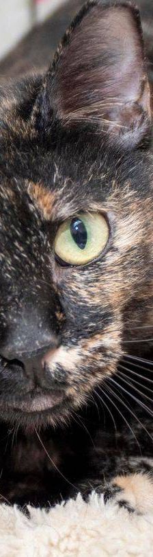 Gioconda – Europäisch Kurzhaar, Weibchen, 7 Jahre, 65520 Bad Camberg – Foto 10