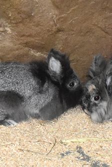 Flecki – Löwenkopfmix-Zwergkaninchen, Männchen, Alter unbekannt, 90537 Feucht – Foto 2