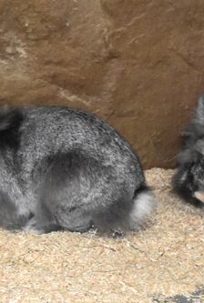 Flecki – Löwenkopfmix-Zwergkaninchen, Männchen, Alter unbekannt, 90537 Feucht – Foto 6