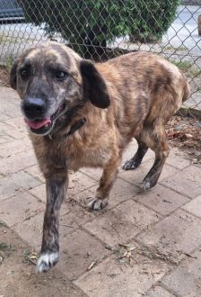 Damian – Mischling, Männchen, 9 Jahre, 97074 Würzburg – Foto 1