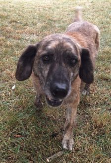 Damian – Mischling, Männchen, 9 Jahre, 97074 Würzburg – Foto 2