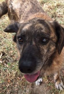 Damian – Mischling, Männchen, 9 Jahre, 97074 Würzburg – Foto 3