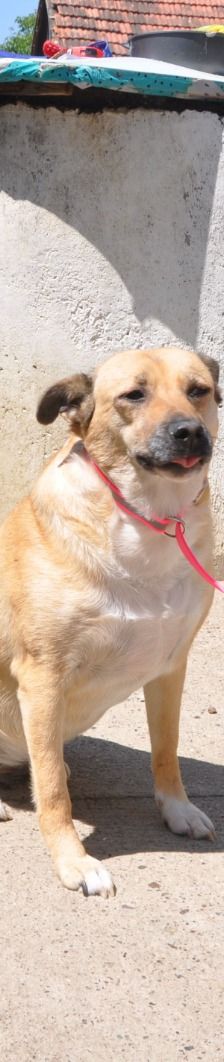 Micka – Mischling, Weibchen, 3 Jahre 1 Monat, Nordic Strays e.V. – Foto 1