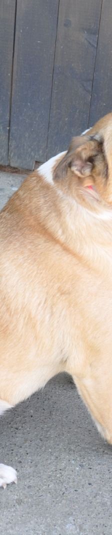 Micka – Mischling, Weibchen, 3 Jahre 1 Monat, Nordic Strays e.V. – Foto 2