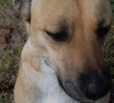 Micka – Mischling, Weibchen, 3 Jahre 1 Monat, Nordic Strays e.V. – Foto 3