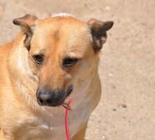 Micka – Mischling, Weibchen, 3 Jahre 1 Monat, Nordic Strays e.V. – Foto 4
