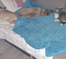 Micka – Mischling, Weibchen, 3 Jahre 1 Monat, Nordic Strays e.V. – Foto 5
