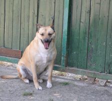 Micka – Mischling, Weibchen, 3 Jahre 1 Monat, Nordic Strays e.V. – Foto 6