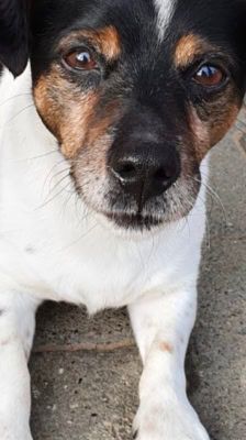 Max – Jack Russell Terrier, Männchen, 13 Jahre, 39576 Stendal – Foto 1