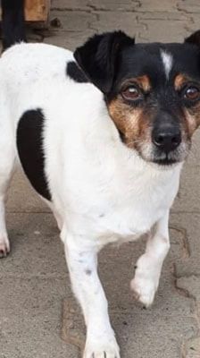 Max – Jack Russell Terrier, Männchen, 13 Jahre, 39576 Stendal – Foto 2