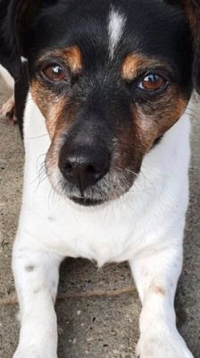 Max – Jack Russell Terrier, Männchen, 13 Jahre, 39576 Stendal – Foto 3
