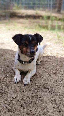 Max – Jack Russell Terrier, Männchen, 13 Jahre, 39576 Stendal – Foto 4
