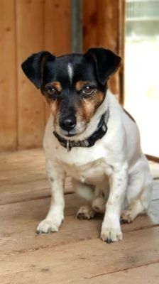 Max – Jack Russell Terrier, Männchen, 13 Jahre, 39576 Stendal – Foto 5