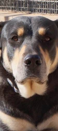 Sayaka – Mischling, Weibchen, 5 Jahre 3 Monate, 65520 Bad Camberg – Foto 1