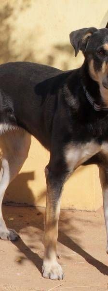 Sayaka – Mischling, Weibchen, 5 Jahre 3 Monate, 65520 Bad Camberg – Foto 2