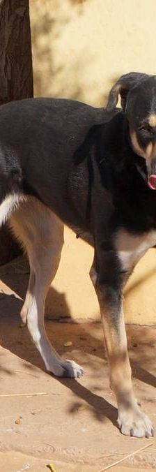 Sayaka – Mischling, Weibchen, 5 Jahre 3 Monate, 65520 Bad Camberg – Foto 11