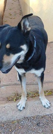 Sayaka – Mischling, Weibchen, 5 Jahre 3 Monate, 65520 Bad Camberg – Foto 12