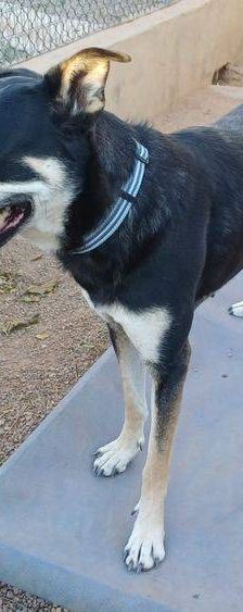 Sayaka – Mischling, Weibchen, 5 Jahre 3 Monate, 65520 Bad Camberg – Foto 14