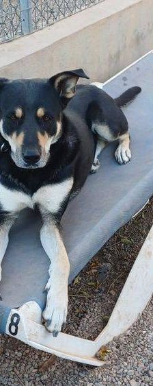 Sayaka – Mischling, Weibchen, 5 Jahre 3 Monate, 65520 Bad Camberg – Foto 15