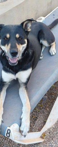 Sayaka – Mischling, Weibchen, 5 Jahre 3 Monate, 65520 Bad Camberg – Foto 16
