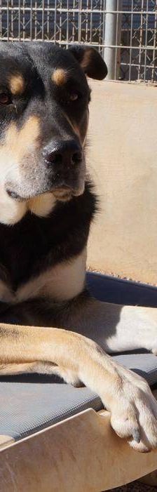 Sayaka – Mischling, Weibchen, 5 Jahre 3 Monate, 65520 Bad Camberg – Foto 17