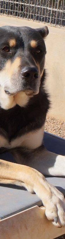 Sayaka – Mischling, Weibchen, 5 Jahre 3 Monate, 65520 Bad Camberg – Foto 18