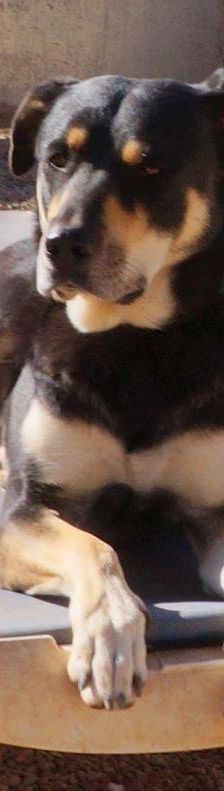 Sayaka – Mischling, Weibchen, 5 Jahre 3 Monate, 65520 Bad Camberg – Foto 19