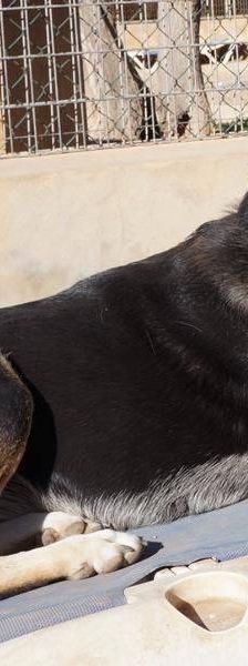 Sayaka – Mischling, Weibchen, 5 Jahre 3 Monate, 65520 Bad Camberg – Foto 20