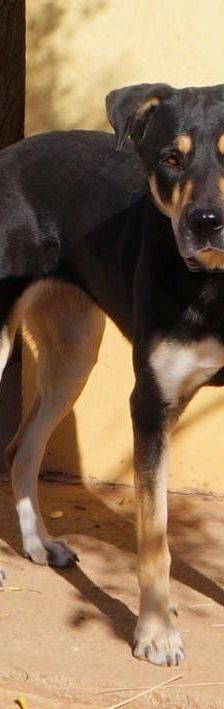 Sayaka – Mischling, Weibchen, 5 Jahre 3 Monate, 65520 Bad Camberg – Foto 3