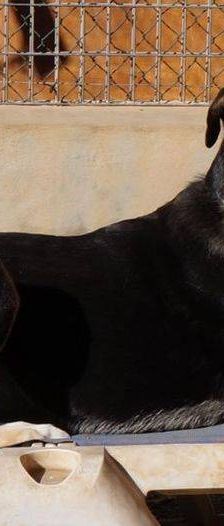 Sayaka – Mischling, Weibchen, 5 Jahre 3 Monate, 65520 Bad Camberg – Foto 4