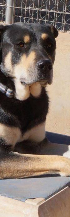 Sayaka – Mischling, Weibchen, 5 Jahre 3 Monate, 65520 Bad Camberg – Foto 5