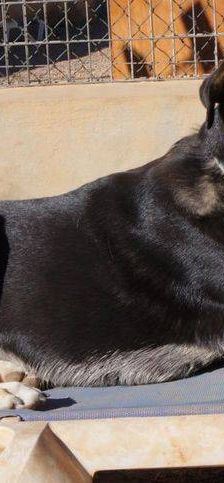 Sayaka – Mischling, Weibchen, 5 Jahre 3 Monate, 65520 Bad Camberg – Foto 6