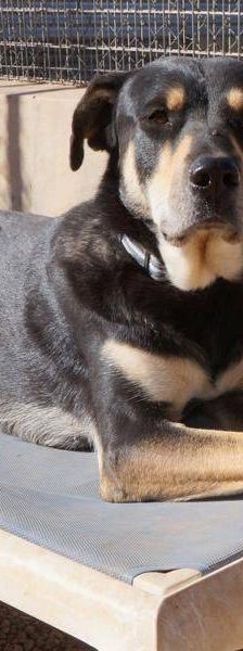 Sayaka – Mischling, Weibchen, 5 Jahre 3 Monate, 65520 Bad Camberg – Foto 7