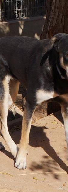 Sayaka – Mischling, Weibchen, 5 Jahre 3 Monate, 65520 Bad Camberg – Foto 8