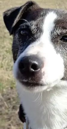 Benno – Jack Russell Terrier, Männchen, 17 Monate, 13057 Berlin – Foto 1