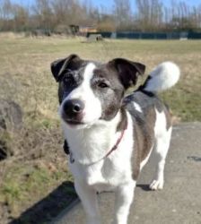 Benno – Jack Russell Terrier, Männchen, 17 Monate, 13057 Berlin – Foto 2