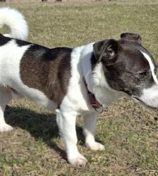 Benno – Jack Russell Terrier, Männchen, 17 Monate, 13057 Berlin – Foto 3