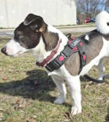 Benno – Jack Russell Terrier, Männchen, 17 Monate, 13057 Berlin – Foto 4