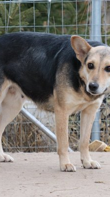Athina – Mischling, Weibchen, 8 Jahre 3 Monate, 37520 Osterode – Foto 2