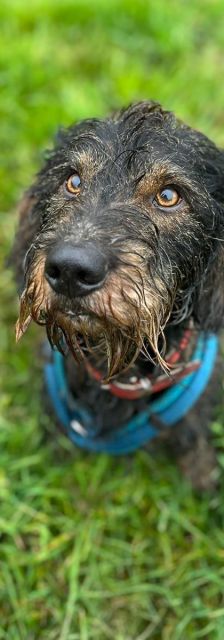 Athina – Mischling, Weibchen, 8 Jahre 3 Monate, 37520 Osterode – Foto 3