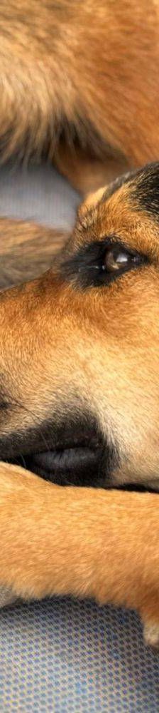 Coral – Mischling, Weibchen, 7 Monate, 65520 Bad Camberg – Foto 11