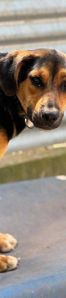 Coral – Mischling, Weibchen, 7 Monate, 65520 Bad Camberg – Foto 13
