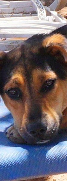 Coral – Mischling, Weibchen, 7 Monate, 65520 Bad Camberg – Foto 16