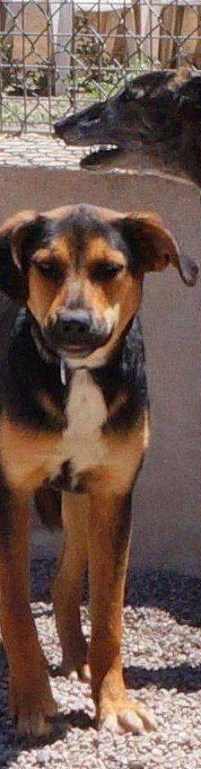 Coral – Mischling, Weibchen, 7 Monate, 65520 Bad Camberg – Foto 17