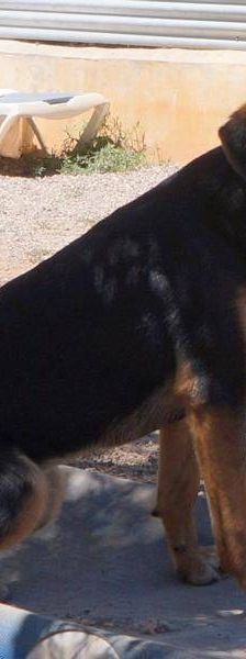 Coral – Mischling, Weibchen, 7 Monate, 65520 Bad Camberg – Foto 18