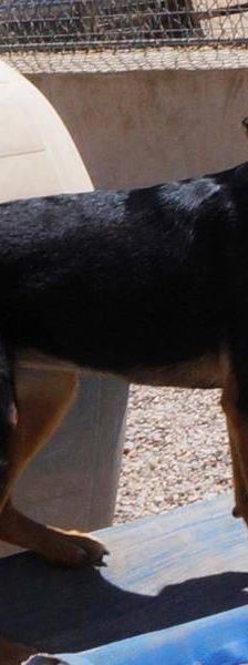 Coral – Mischling, Weibchen, 7 Monate, 65520 Bad Camberg – Foto 19