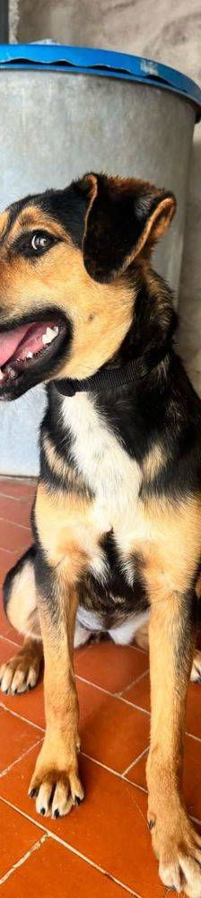 Coral – Mischling, Weibchen, 7 Monate, 65520 Bad Camberg – Foto 3